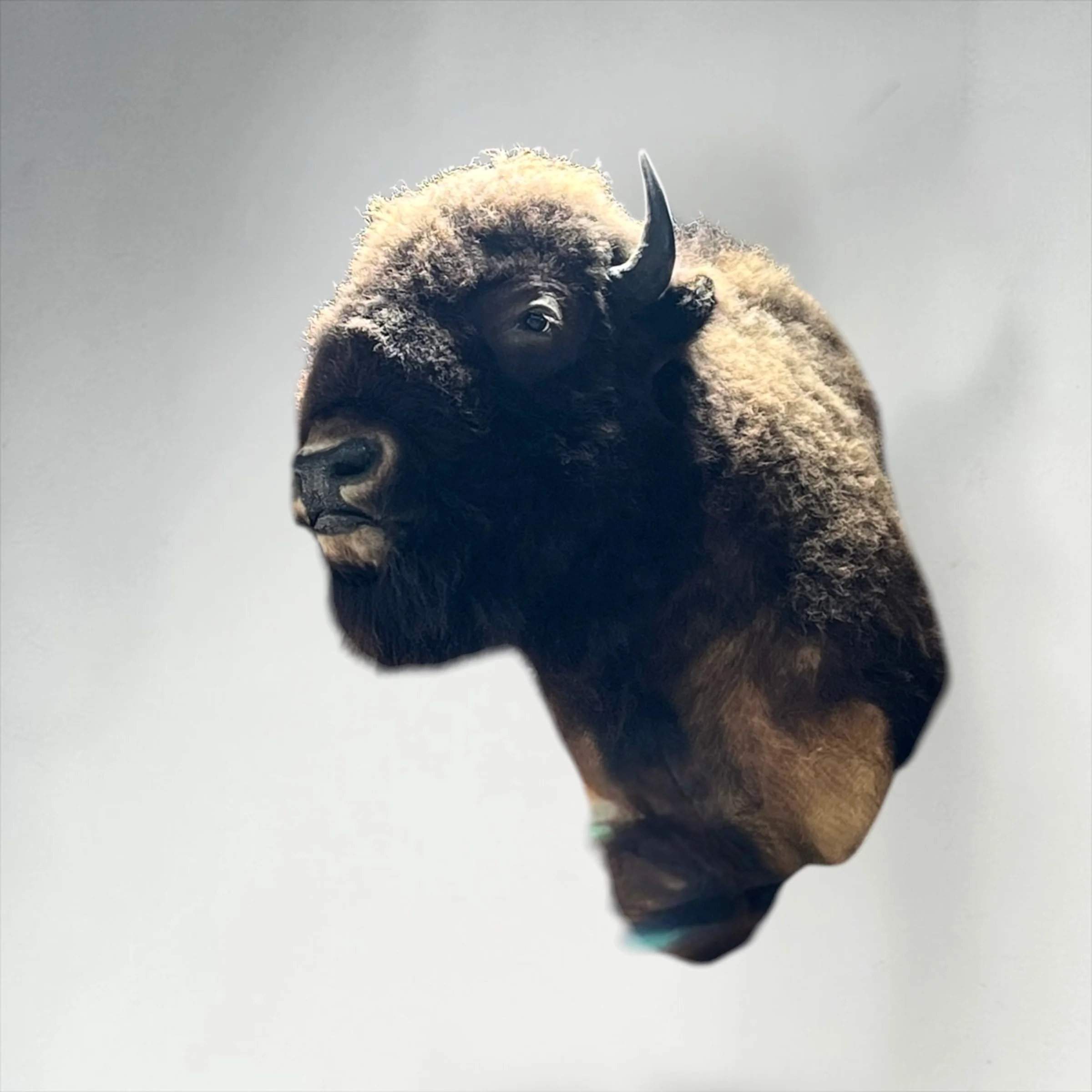 Bison shoulder mount