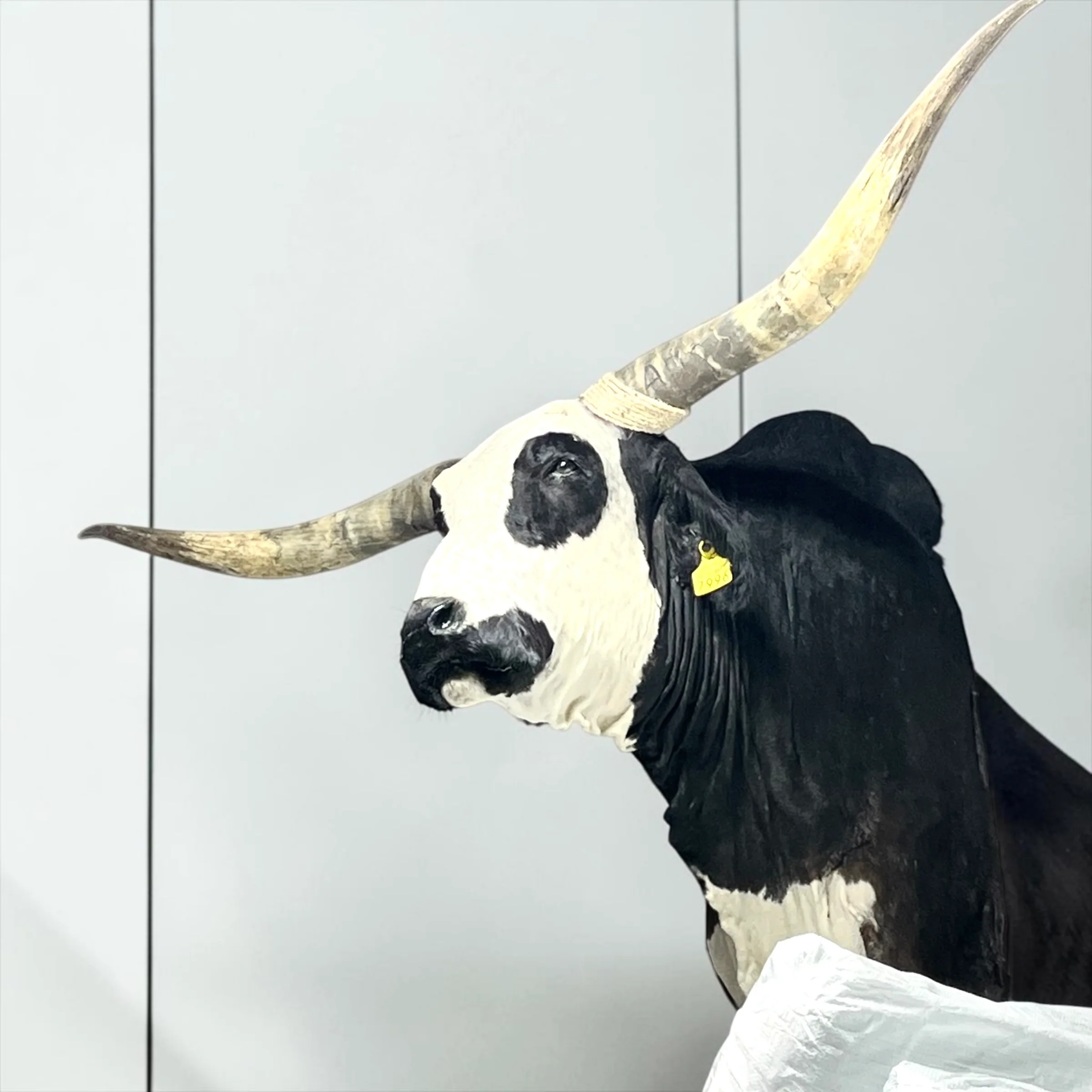 Cow shoulder mount - Image 2