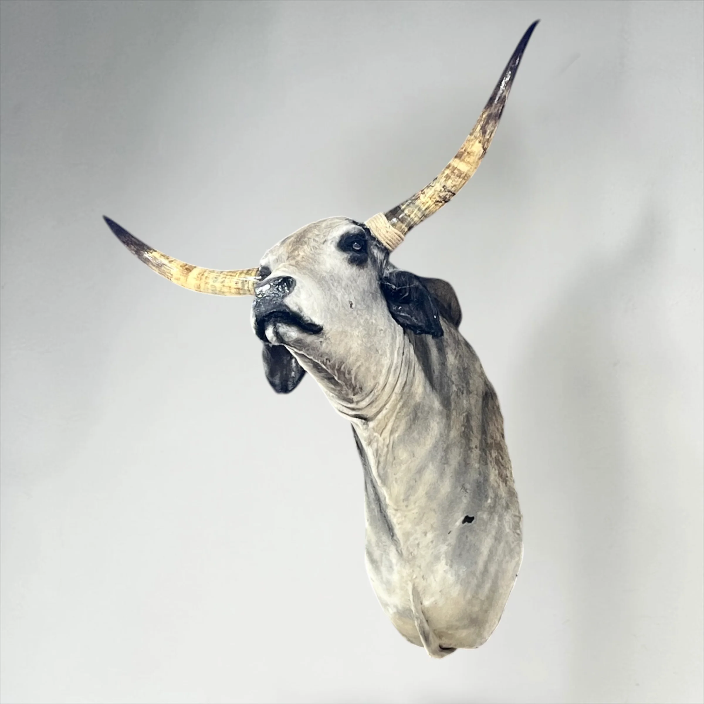 Cow shoulder mount - Image 2